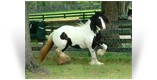 Gypsy Golds Rexie